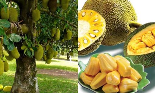 Cây mít cho quả ngon và loại gỗ đẹp, vì sao người xưa lại kiêng trồng cây mít trước nhà?