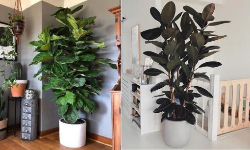 Người mệnh Mộc trồng cây này rất hợp phong thủy, vận may và tài lộc tới tấp kéo vào nhà