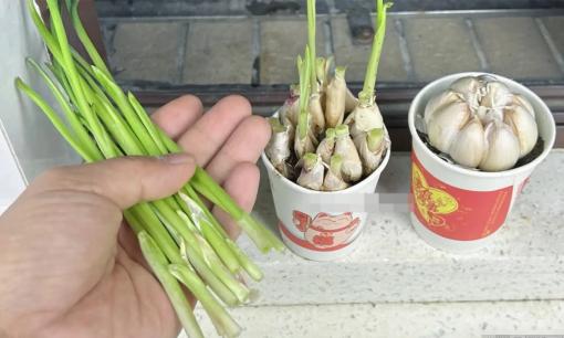 Đặt một miếng tỏi vào cốc giấy dùng một lần ban đầu và đặt nó trên ban công có tác dụng tốt đến mức hàng xóm đua nhau bắt chước