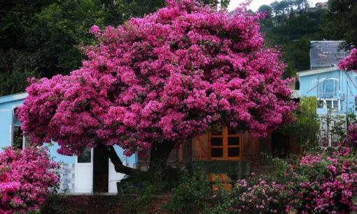 Hoa giấy có phải cây gọi tài lộc không? Tuổi nào nên trồng cây hoa giấy?