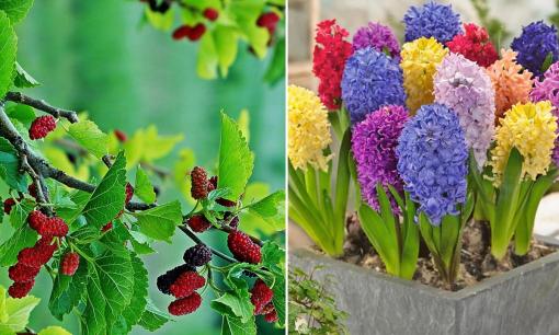 5 loài cây chặn đứng tài lộc, hút cạn may mắn, càng trồng càng nghèo khó, đừng dại mà trồng quanh nhà