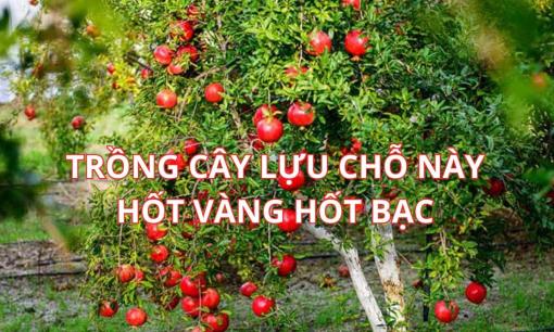 Cây lựu có ý nghĩa gì trong phong thủy? Vị trí trồng cây lựu tốt nhất để chiêu tài hút lộc