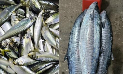 5 loại cá ngọt thịt, ít xương, nhiều dinh dưỡng, là bảo bối cho bữa cơm gia đình. Nhớ ăn nhiều vào nhé!