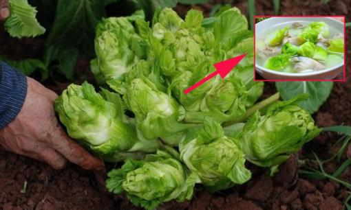 Rau mầm đá là gì? Hương vị có gì khác biệt với rau thường mà giá cao gấp 6 lần vẫn đắt hàng? 