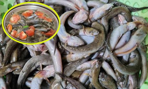 Đặc sản nổi tiếng, chỉ có ở Thanh Hóa, xưa cho lợn ăn, nay xuất khẩu nước ngoài 200.000 đồng/kg