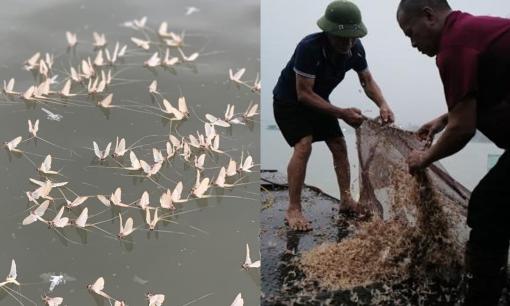 Loại ấu trùng được xem là 'lộc trời' sông Hồng: Sống vài giờ nhưng lưu danh đặc sản, không phải có tiền là mua được