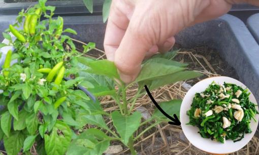 Loại lá chứa canxi gấp 2 lần sữa, dưỡng gan, thải độc và bổ mắt, mọc hoang đầy vườn, nhiều người không biết lại nhổ bỏ