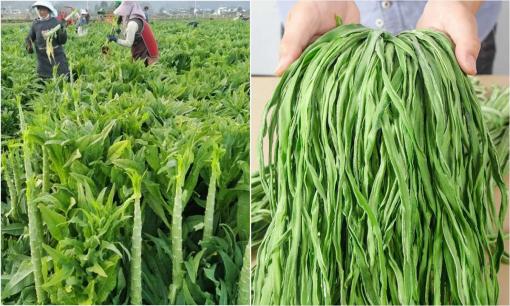 Cây cỏ quê mùa bà nội trợ Việt đua nhau trồng, khoe là rau tiến vua cả triệu đồng/kg, bí mật cuối cùng được lật tẩy