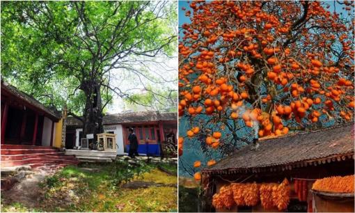 Chặt 5 cây này là tự chặt phúc lộc, ốm đau triền miên, gia đình dễ lụi bại, là 5 cây gì?