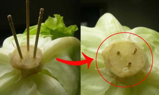Bạn hãy thử cắm que tăm vào cuống rau xà lách mà xem, mẹo lạ nhưng lợi ích vô cùng tuyệt vời và thực tế