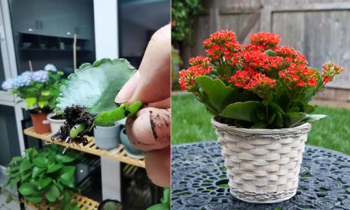 Loại hoa cứ ngắt lá vùi vào đất là sống, hoa đua nhau nở, gọi tài lộc vào nhà, giâm ngay 1 cành nhé!