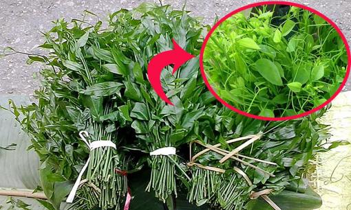 Có một loại rau từng làm thức ăn cho vật nuôi nay được 'hét giá' đắt như thịt bò, gặp đừng tiếc tiền mua 