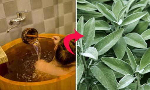 Trời nắng nóng, dùng ngay 4 loại lá giúp cơ thể thơm ngát như dùng nước hoa 