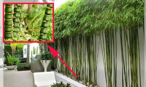 Trong biệt thự nhà giàu thường trồng cây trúc cảnh phía trước, biết lý do bạn sẽ học hỏi liền 