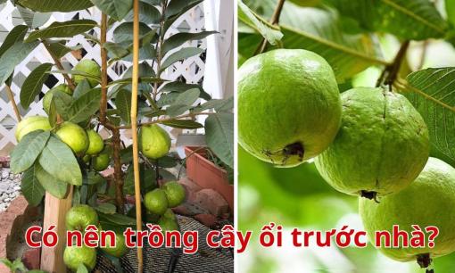 Cây ổi trồng trước nhà có tốt không? Ý nghĩa phong thủy của cây ổi không phải ai cũng biết