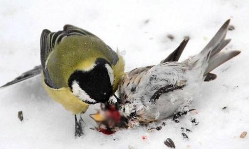 Loài chim tàn bạo bậc nhất thế giới, không hề ăn thịt mà chuyên ăn não con mồi để sống sót, người ta phải gọi nó là 'chim Zoombie' 