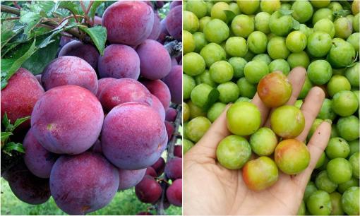 Mận đang vào mùa, có 5 loại mận phổ biến, bạn đã biết cách phân biệt và bí quyết để chọn mận ngon chưa?