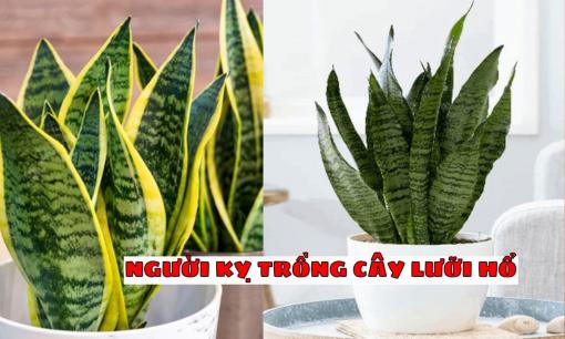 Trồng cây Lưỡi Hổ lộc đâu không thấy chỉ thấy hao tài, khánh kiệt, nên tránh xa! Đặc biệt là những người này