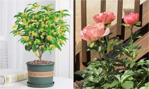 3 loại hoa bán rẻ như cho nhưng mang vận may, tài lộc vào nhà cực nhanh, gia chủ sẽ bất ngờ vì 'giàu trở tay không kịp'