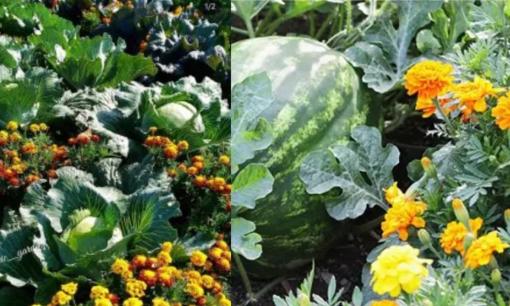 Cúc vạn thọ hoa đẹp tên hay nhưng trồng không khéo dễ phạm phong thủy, trồng cúc vạn thọ chỗ này cải vận, tiền tài cùng may mắn kéo tới