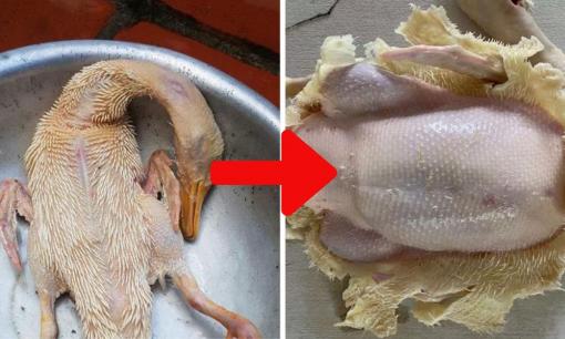 Nhổ lông vịt quá mất công và tốn thời gian, bỏ thứ này vào con vịt, lông tơ rụng hết, 5 phút là sạch bong, vịt không còn hôi