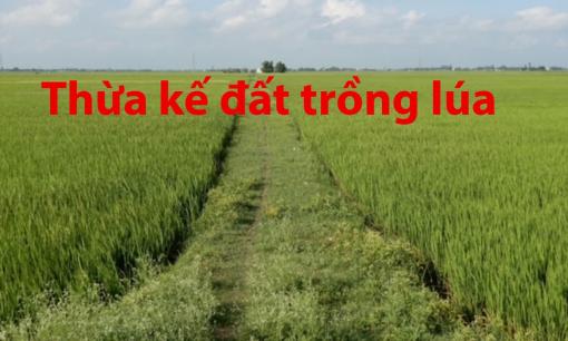 Năm 2024, con cái rời quê lên thành phố lập nghiệp có được thừa kế đất trồng lúa từ bố mẹ không?