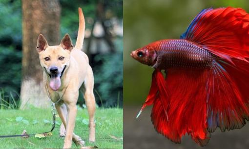 Nuôi 3 con này vừa làm bạn vừa thu hút tài lộc, mang giàu có đến cho gia chủ, đó là 3 con gì?