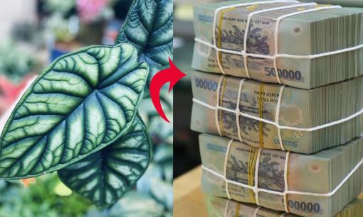 Gần hết nửa năm Rồng mà chưa thấy tiền hãy trồng một cây này trong nhà để thu hút giàu có may mắn