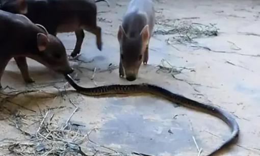 Rắn có độc đến mấy cũng không giết được lợn? Tại sao lợn là kẻ thù tự nhiên của rắn?