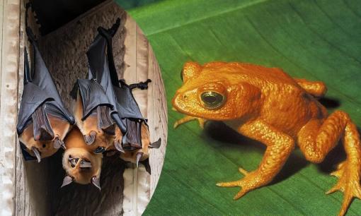 5 con vật vào nhà là 'điềm báo' giàu sang, tài lộc kéo đến, đừng có dại mà đánh đuổi