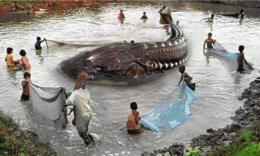 Bí ẩn thủy quái Hồ Nam thập niên 1950: Sau khi bắt được sinh vật dưới nước, 'thảm họa' kéo theo khiến nhiều người phải suy ngẫm