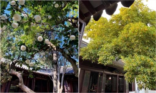 3 cây cảnh phú quý, trồng bây giờ 100 năm sau vẫn quý như vàng, mang tài lộc, phúc khí đến cho gia chủ