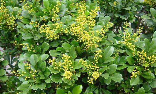 Nhiều gia đình trồng cây hoa ngâu trước nhà, có tốt hay không khi xét theo phong thủy? 