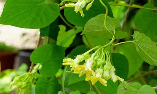 Hoa thiên lý có tốt theo phong thủy? Và liệu nên trồng trước cửa nhà hay không? 