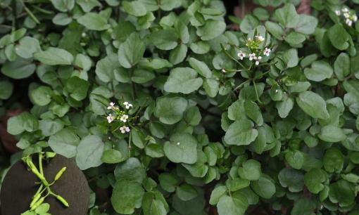 Cứ nghĩ đây là loại rau 'bẩn nhất' ai ngờ 'tốt nhất thế giới', có thể giúp ngăn ngừa ung thư, chợ Việt bán nhiều 