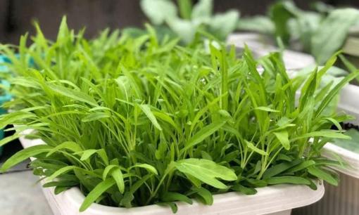 Vào mùa hè, loại rau này có giá rẻ bèo, nhưng lượng canxi lại gấp 12 lần cà chua. Hãy cho con bạn ăn để cao hơn