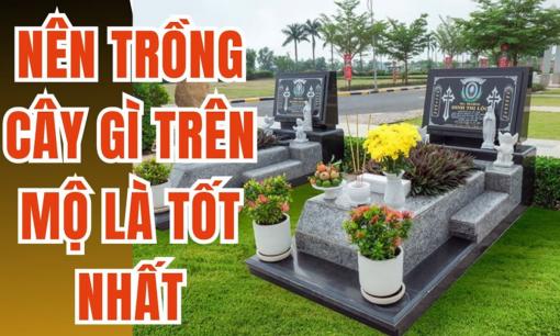 Theo quan niệm phong thủy, trồng cây cảnh ở lăng mộ Tổ Tiên có tốt không và nên trồng cây gì?