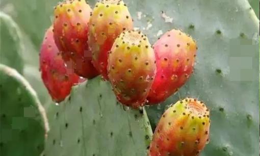 Quả xương rồng có ăn được không? Cách ăn quả xương rồng và giá trị dinh dưỡng của nó 