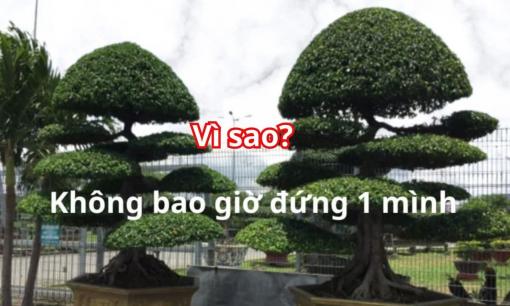 Vì sao khi trồng cây sanh phải trồng một cặp, tránh trồng 1 cây? Lời người xưa dặn giờ tôi mới hiểu