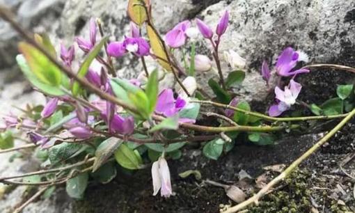 Nó là 1 loài cây dại cổ xưa, phải vào rừng tìm mới thấy, ngày nay được hái đem về bán với giá hơn 300.000 đồng/kg