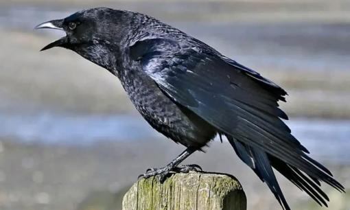 Nếu xuất hiện '3 âm thanh' này ở nhà, đó là điềm xầu! Đây không phải là mê tín. Đó là 3 âm thanh nào?