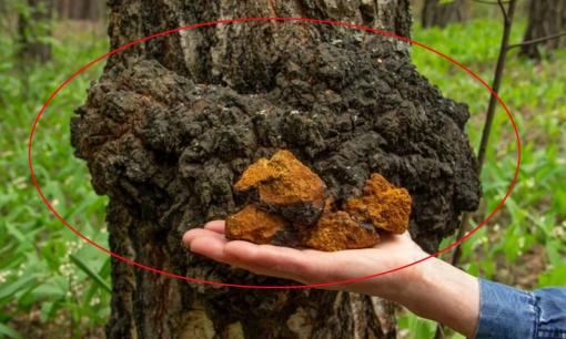 1 loại “ký sinh trùng” đen đúa mọc trên cây, người khôn ngoan và tinh mắt cắt đem bán kiếm ngay gần 7 triệu đồng/kg