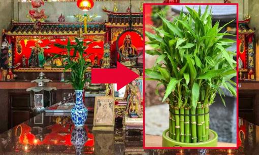 Tại sao người giàu thích đặt cây trúc phát tài lên bàn thờ? Nên đặt 3, 5 hay 7 cây mới 'phát tài'