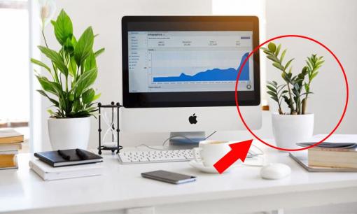 10 loại cây phong thủy để bàn làm việc 'hút' tiền tài, giúp chủ nhân thăng quan tiến chức, công thành danh toại