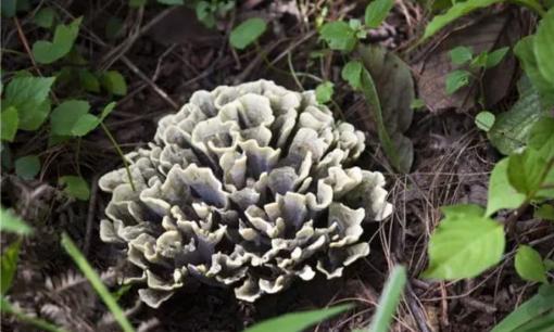 Nó giống như 1 cây 'xà lách héo khô' trồi lên từ lòng đất, là của hiếm chỉ dành cho giới nhà giàu, có giá hơn 2,6 triệu đồng/kg