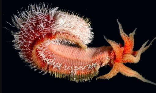 Loài vật chịu nhiệt tốt nhất thế giới, dùng dung nham núi lửa làm 'bể bơi', ngay cả các nhà khoa học cũng khó lý giải