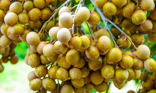 Nhãn vào mùa giá rẻ nhưng 5 loại người này tuyệt đối không ăn kẻo 'bệnh càng thêm nặng', tránh kẻo rước họa vào thân