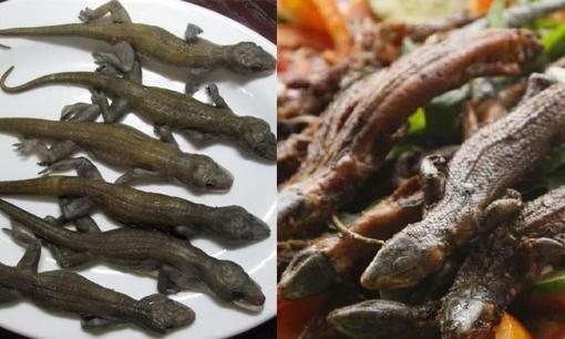 Loại đặc sản chỉ nhìn thôi cũng phải 'nổi da gà', đang được dân thành phố săn lùng với giá 1,4 triệu đồng/kg