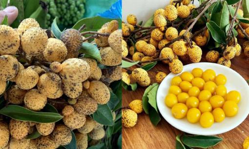 Nó là loại quả mà xưa người dân miền núi không ai thèm ngó, nay gây sốt được dân thành phố săn lùng với giá 45.000 đồng/kg