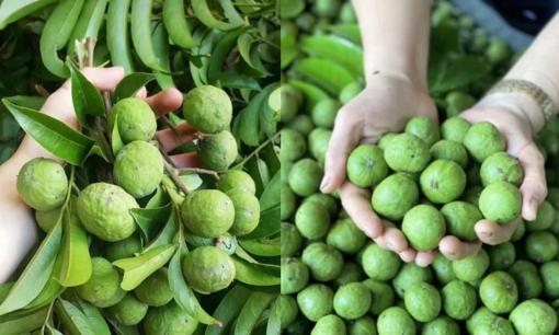 Sấu không phải cứ chọn quả to là ngon! Mách bạn mẹo chọn sấu ngon, nhìn điểm này để biết đâu là sấu ngon, hạt nhỏ và nhiều thịt